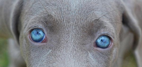 Blue Eyed Dog