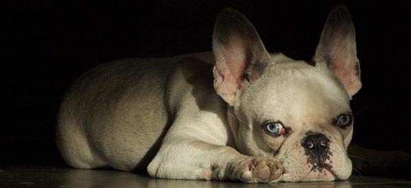 Blue Eyed Dog