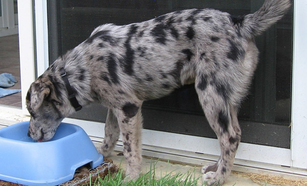 Dog Coat Patterns