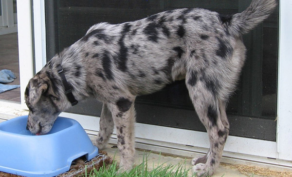 Blue Merle colored dog