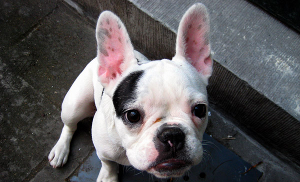 Blunt-tipped ear dog Blunt-tipped ear dog
