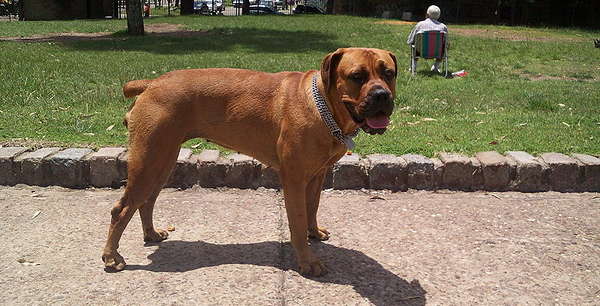 Boerboel