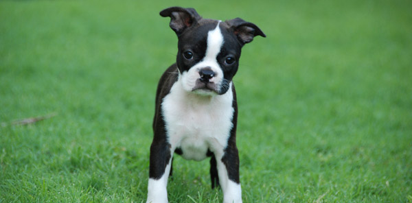 Tuxedo colored dog