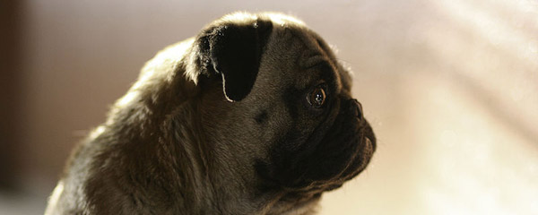 Brachycephalic