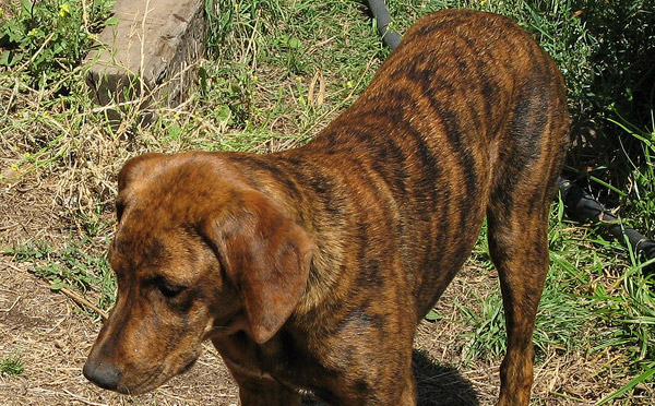 Brindle dog