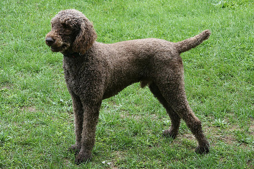 Brown Poodle