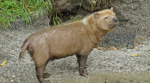 Bush Dog