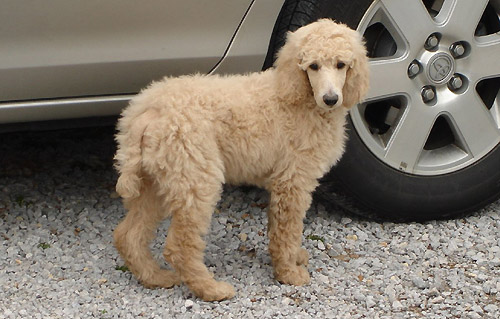 Cafe Au Lait Poodle