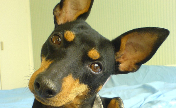 Candle flame ear dog Candle flame ear dog