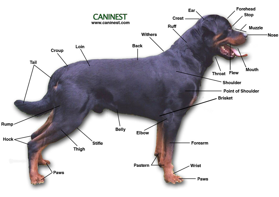 Canine Shoulder Anatomy