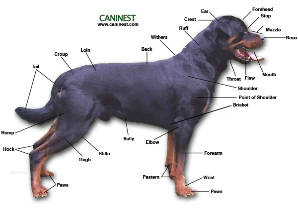 Basic Dog Anatomy