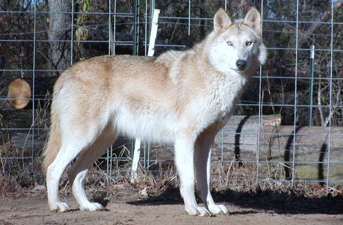 canis lupus albus