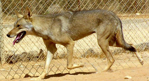 Arabian Wolf