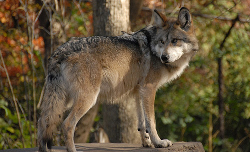 canis-lupus-baileyi.jpg