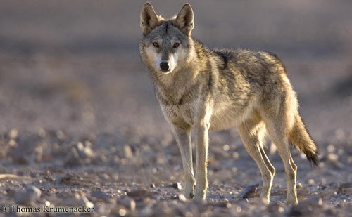 animales del desierto. aislados en el desierto,