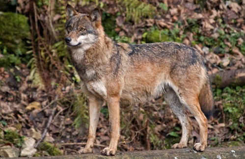 golden eagle hunting wolves. the Golden Jackal.