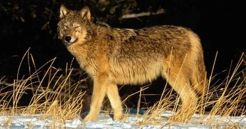 Great Plains Wolf