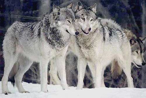 Northwestern Wolf
