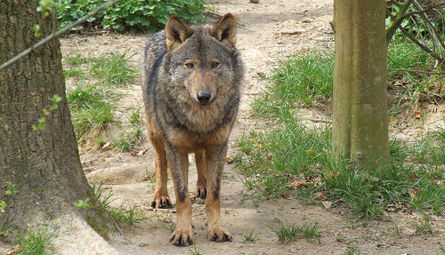 Iberian Wolf