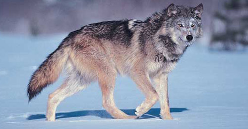 Gray Wolf