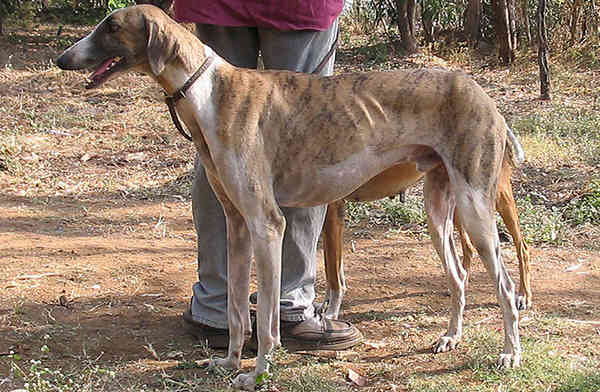 Different+dog+breeds+in+india