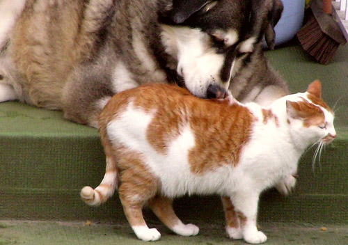 Cat & Dog