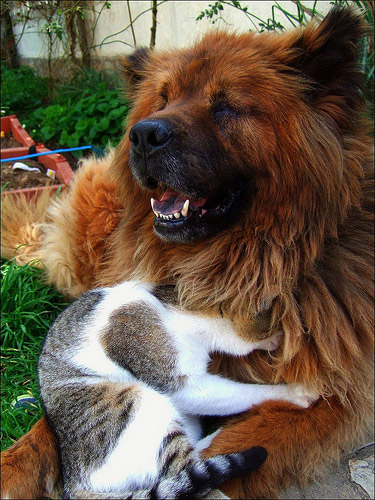 Cat & Dog