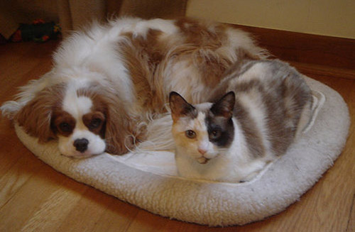 Cat & Dog