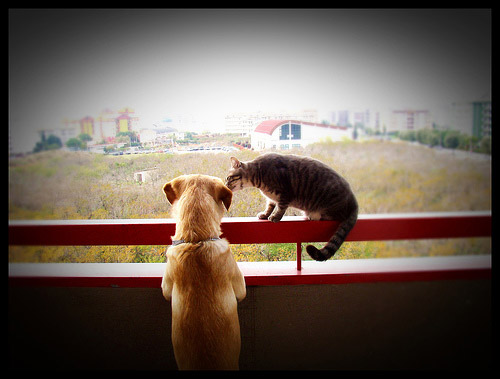 Cat & Dog