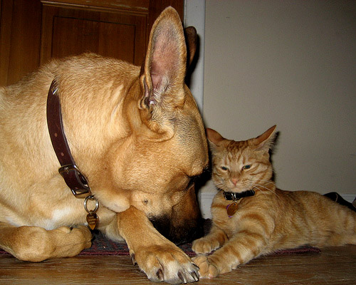 Cat & Dog