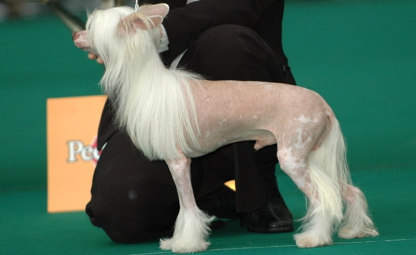 Chinese Crested