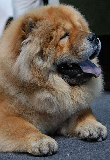 Chow Chow