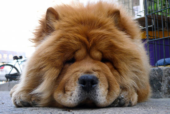 Chow Chow