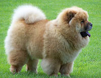 Chow Chow