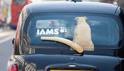 Clever Iams Ad