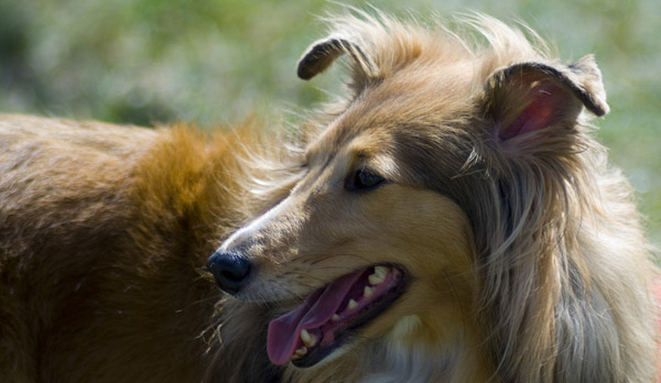 Cocked ear dog Cocked ear dog