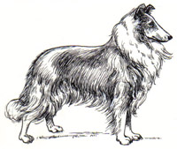 Dog Breed Coloring Pages