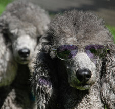 Poodle with purple sunglasses on