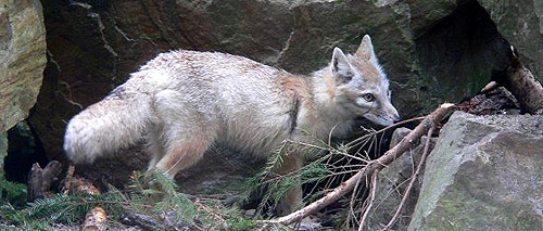 Corsac Fox