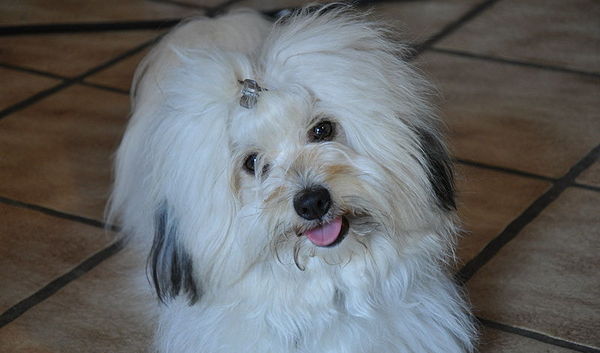 Coton de Tulear