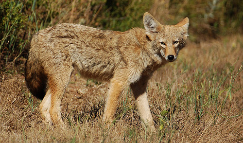 Coyote