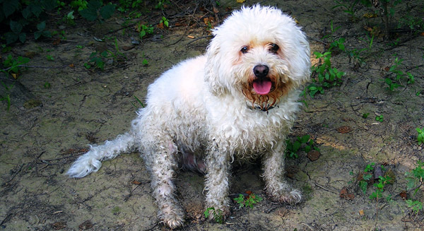 Cream Dog