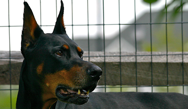 Cropped ear dog Cropped ear dog