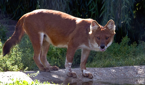 dhole dog