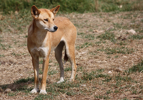 Dingo