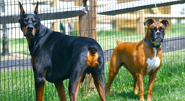 Doberman & Boxer with docked tails