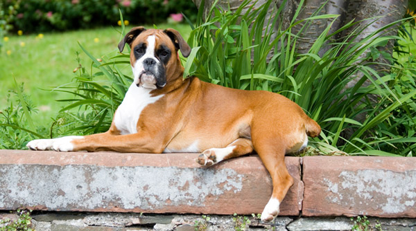 Docked tail dog