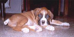 Puppy with docked tail