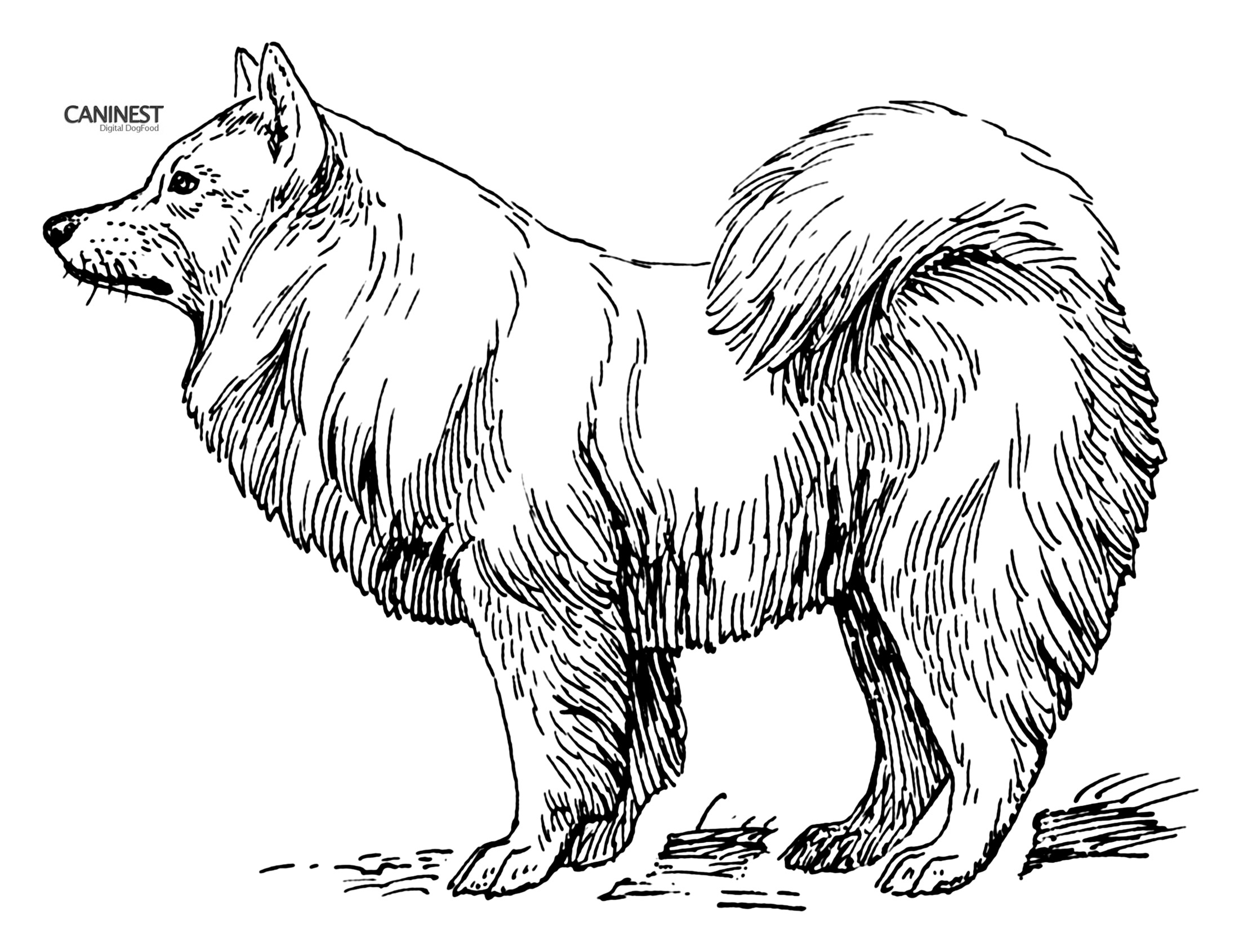 Samoyed Coloring Pages