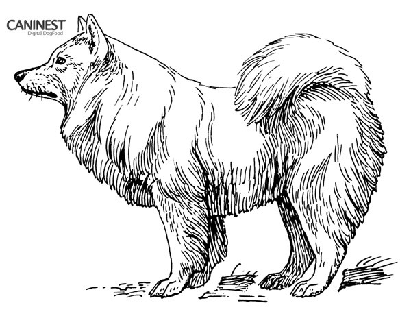 Samoyed Line Drawing